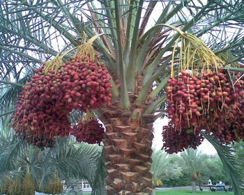 Финиковая пальма фото