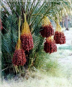  как выглядит Финиковая пальма