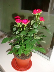 Карликовая роза фото