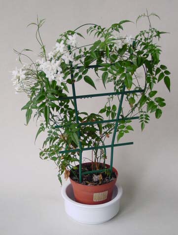 Комнатный цветок жасмин полиантовый
