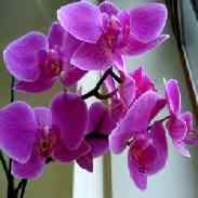 Орхидея фото
