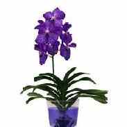 Орхидея Ванда: фото, уход, размножение и пересадка
