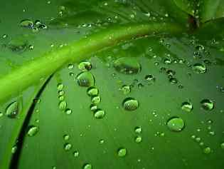 Влажность воздуха и развитие комнатных растений