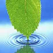 Вода — жизненная необходимость для растений