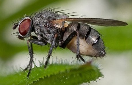 Плодовая муха фото