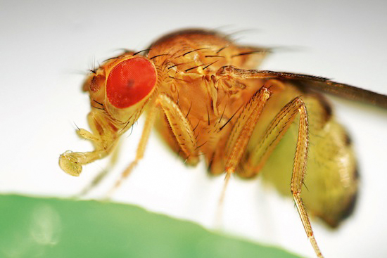 Плодовая муха фото